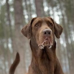 Labrador Retrievers from Wolf Den Retrievers