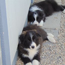 Border Collie Puppies from Balmoral Border Collies
