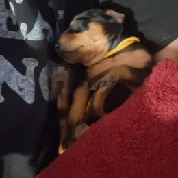 Miniature Pinscher Puppies from K&J's Min Pins Of Grand Lake