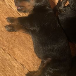 Rottweiler Puppies from Hale Haus Rottweilers