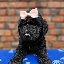 Doodlebug - Black female Goldendoodle puppy in Harris County, Texas from Cute & Curly Doodles