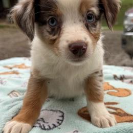 Reba - Red merle female Australian Shepherd puppy in Kimbolton, Ohio from Wagon Wheel Aussies