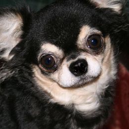 Chihuahuas from Sin-Sation Chihuahuas