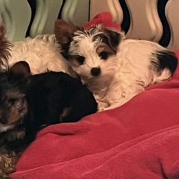Yorkshire Terriers from Cozy Coeur Yorkies