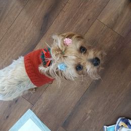 Kupcake - Yorkshire Terrier