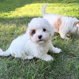 Sleepy - White female Cavapoo puppy in Bellevue, Washington from Sweetheart Doodles