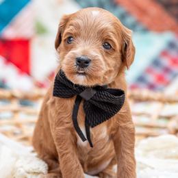 Boone - Red  male Goldendoodle puppy in Lumberton, Mississippi from SouthernDoodlebug/ Utah Doodlebug