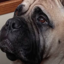 Bullmastiff All Grown Up from Bobeck Bullmastiffs
