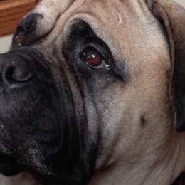 Bullmastiff All Grown Up from Bobeck Bullmastiffs