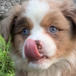 French Bulldogs, Miniature Australian Shepherds, and Toy Australian Shepherds from Water Wheel Farm