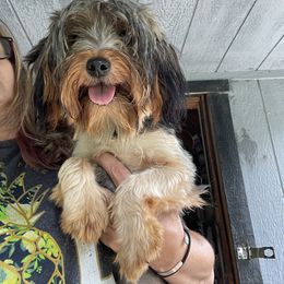 Prettiest - Yorkshire Terrier