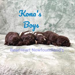 Jasper - Brown male Newfoundland puppy in Cortez, Colorado from Bear Heart Newfoundlands, LLC