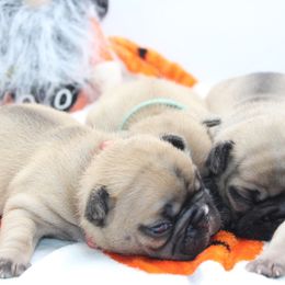 French Bulldog Puppies from Infinity Frenchies