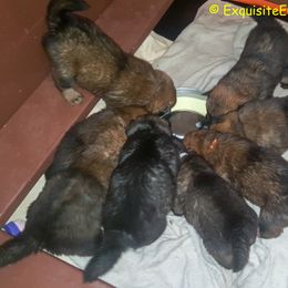 Eurasier Puppies from Exquisite Eurasier