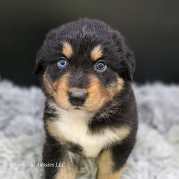 Indian - Black tri-color male Australian Shepherd puppy in Annville, Pennsylvania from Creekside Aussies LLC