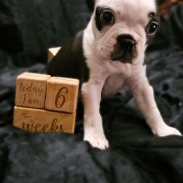 American Bully and Boston Terrier Puppies from Greenberg's Boston Terriers & Bullies of Metro Detroit