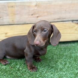 Theo - Chocolate and tan male Dachshund puppy in Huffman, Texas from Alex's Dachshunds