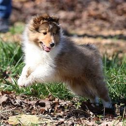 Shetland Sheepdog Puppies from Ulysses Shelties