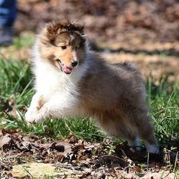 Shetland Sheepdog Puppies from Ulysses Shelties