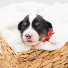 Oreo - Black tri male Miniature American Shepherd puppy in Elmwood Park, Illinois from HuskiesAndGoldensWithFinesse