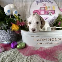 Assorted Doodle Crosses, Australian Labradoodle, Cavachon, and Cavapoo Puppies from Bark & Bramble Cavapoochons