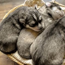 Siberian Husky Puppies from Fly Siberian