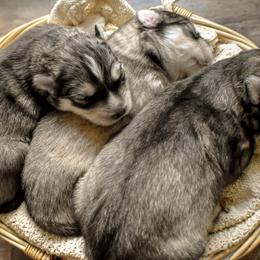 Siberian Husky Puppies from Fly Siberian