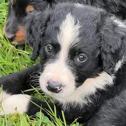 Bernedoodles from Heavenly Homesteaders