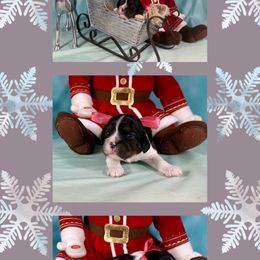 Prism - Tri-color female Cavalier King Charles Spaniel puppy in De Pere, Wisconsin from Rose Garden Kennels