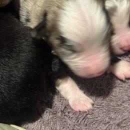 Blue Merle male - Blue merle male Toy Australian Shepherd puppy in Griffin, Georgia from No Matter Farm