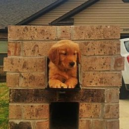 Golden Retriever Puppies from Arkansas River Golden Retrievers