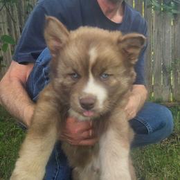 Apollo Artemis - Red and white male Siberian Husky puppy in Louisville, Kentucky from Wild Hunt Huskies