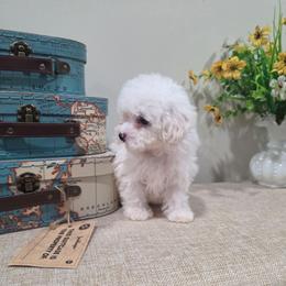 Willow (AKC) - White female Poodle puppy in Rainbow City, Alabama from Spinks Poodles