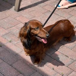 Shiny - Dachshund