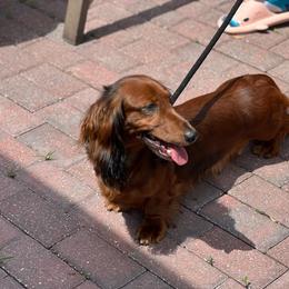 Shiny - Dachshund