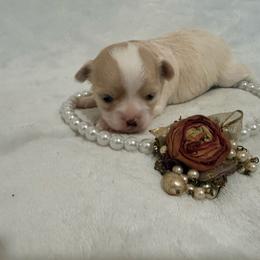 Daisy - Cream female Chihuahua puppy in Seneca, Missouri from Stephanie’s Puppy Colony
