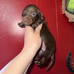 Doc Holiday - Chocolate and tan male Dachshund puppy in Deming, New Mexico from FoxieDoxies of New Mexico