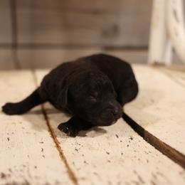 Peter - Black male Whoodle puppy in West Bend, Iowa from Blue Skies Terriers