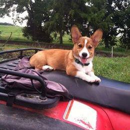 Ziggy - Pembroke Welsh Corgi