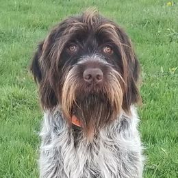 Blue - Wirehaired Pointing Griffon