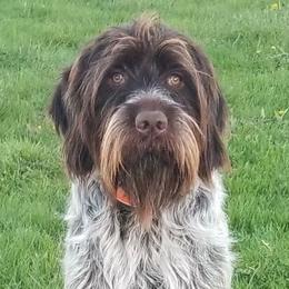 Blue - Wirehaired Pointing Griffon