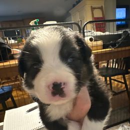 Boy 2 - Black tri male Miniature Australian Shepherd puppy in Saco, Maine from Wags Family Aussies