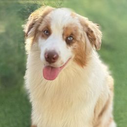 Thunder - Red merle male Miniature American Shepherd puppy in Bradenton, Florida from Lightning's Legacy