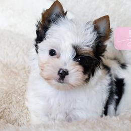 Saylor - Parti female Yorkshire Terrier puppy in Austin, Texas from H6 Yorkies