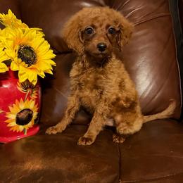 Lillian - Apricot female Goldendoodle puppy in Centralia, Missouri from Oodles Of Doodles Mo.