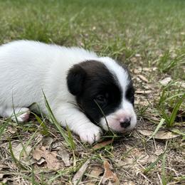 Scooter - Tri-color male Russell Terrier puppy in Ocala, Florida from Rivermont Farm