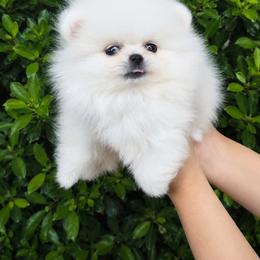 Pomeranian puppies from SW Frenchies