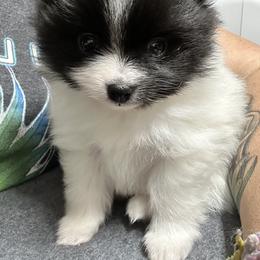 Pomeranian Puppies from Heartlove Poms