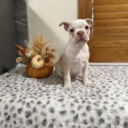 Black white girl and cream boy - Black and white female Boston Terrier puppy in Madera Acres, California from Muggin Bostons Terriers and Mini Dachshund