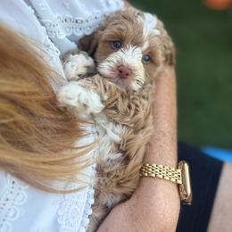 Pattie - Red female Australian Labradoodle puppy in Anderson, South Carolina from Brinkerhoff Doodle Farm